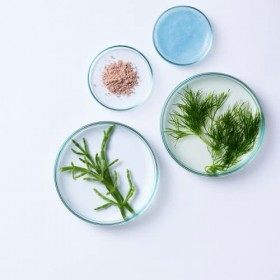 Diadermine - Lift+ Algo Retinol - Soin des YeuxGobal Anti-Rides - Criste Marine et Extrait dAlgues - Hydrate et Illumine le ...