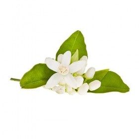 FLEUR DORANGER - 200mL - Hydrolat BIO