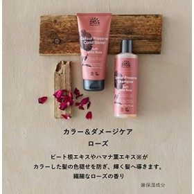 Urtekram Dare to Dream, Shampooing Délicat à la Rose Sauvage, Biologique
