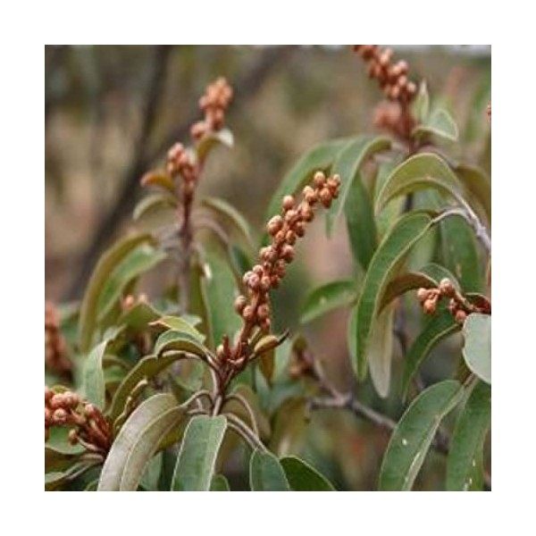 Poudre de Chébé 100% naturel originaire du Tchad provient des graines séchées et grillées du Croton zambesicus, elle est repu