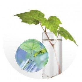 STEM-C PURIFY Traitement Anti Pelliculaire