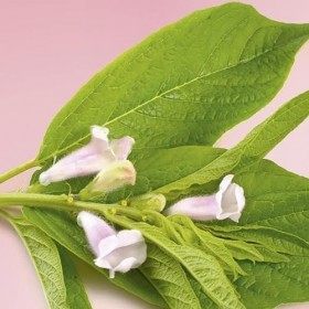 Mulato - Masque protecteur cheveux colorés 50ml