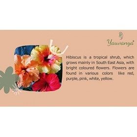 Yauvanya Pur Hibiscus Poudre pour cheveux - 100 Gms