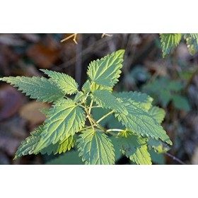 Poudre dOrtie Bio Française -Qualité Supérieure- Sachet Kraft refermable écologique -100 Gr