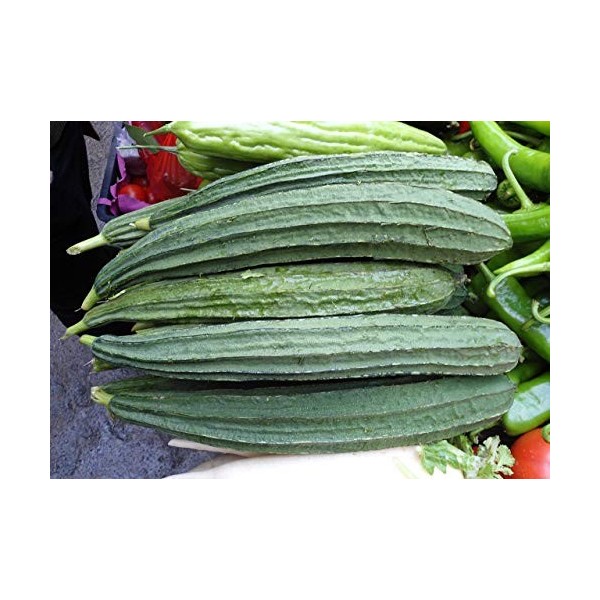Generic 50 Seeds Luffa Acutangula, Ribbed Sponge Gourd, Angled Loofah, Okra: Only Seeds