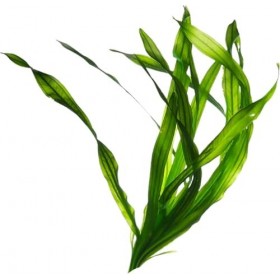 Ultra Organic Masque Hydrating à la Spiruline - Une Formule Nutritive pour des Cheveux Forts et Revitalisés