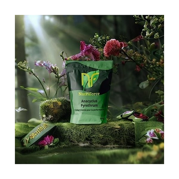 Pyrèthre dAfrique Anacyclus Pyrethrum/Akarkara - Poudre de racine - 100g