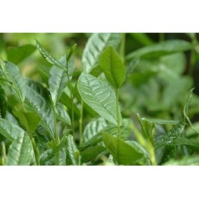 Comprimés Minceur | Brûleur de Graisse | Minceur Perte de Poids | Thé Vert, Guarana, Fibres- MINCEUR FEMME 60 Comprimés Végan