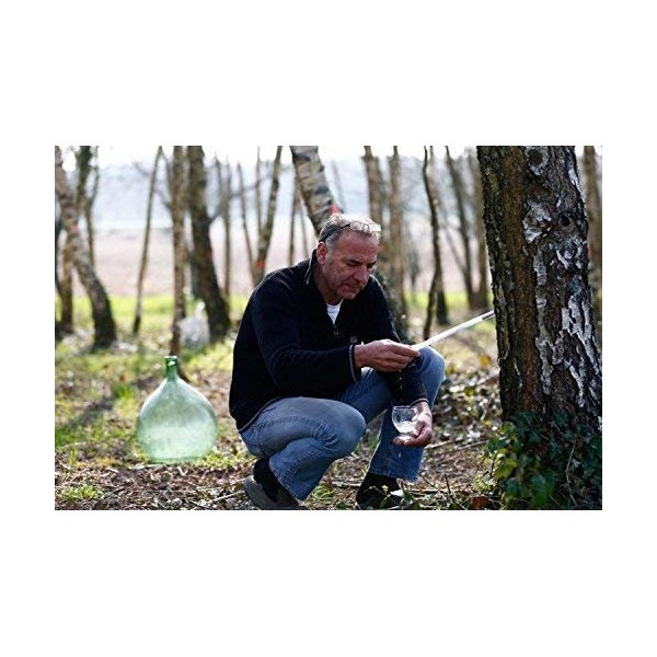 100% pure Sève de Bouleau Bio 12 X 330ml - Récoltée en France de manière artisanale