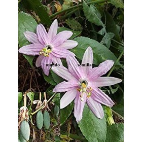 - Banana Maracuja - Passion Fruit Passi Mollissima - Edible 50 Seeds