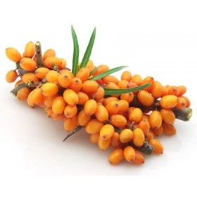 Huile dargousier 600mg, ANTIOXYDANT, DETOXYANT & IMMUNOSTIMULANT, SOIN PROTECTEUR : prépare la peau au soleil et régule la p