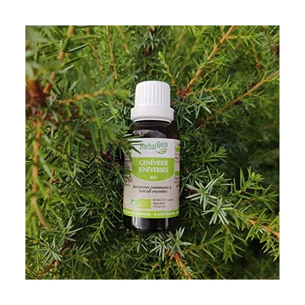 HerbalGem Genévrier Bio Macérat-Mère de Gemmothérapie Concentrée 30 ml Curcuma