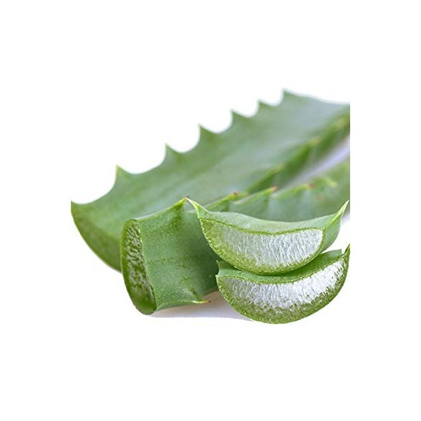 Aloe Arborescens Miller Feuilles Bio 1 paquet de 500 g 