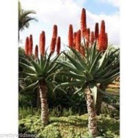 Seeds Gatto Coda Aloe - Aloe Castanea Fiori esotici 20 Semi: Only Seeds