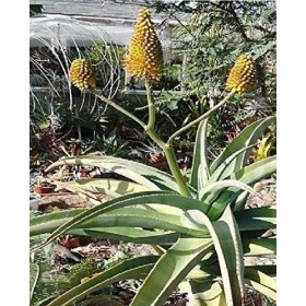 10X Aloe Arborescens Seeds Squid Aloe Precious Aloe B626: Only Seeds