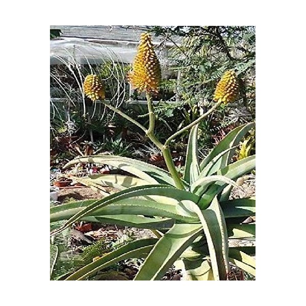 10X Aloe Arborescens Seeds Squid Aloe Precious Aloe B626: Only Seeds