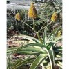 10X Aloe Arborescens Seeds Squid Aloe Precious Aloe B626: Only Seeds