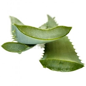 Feuilles fraîches entières dAloe Arborescens de plantes adultes - variétés à larges feuilles - 1 kg