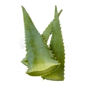 Feuilles fraîches entières dAloe Arborescens de plantes adultes - variétés à larges feuilles - 1 kg