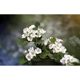 EXTRAIT HYDROALCOOLIQUE d AUBÉPINE A 2 STYLES - Crataegus oxyacantha BIO 