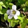 RUE DES PLANTES - Bacopa 120 gélules - prévenir et à soulager le stress