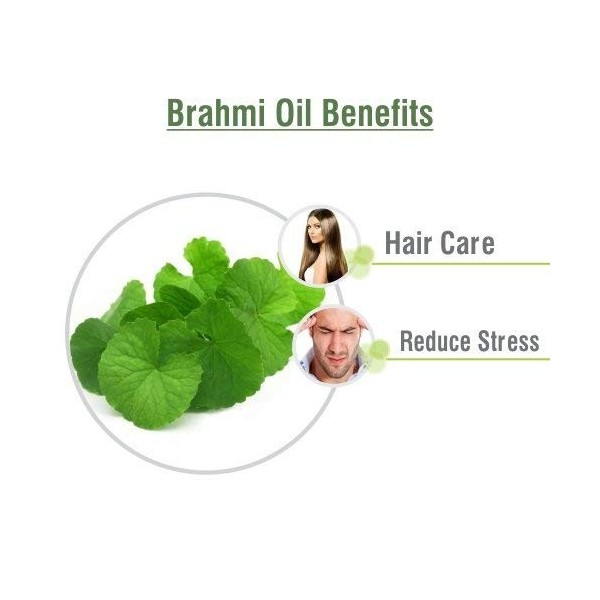 BRAHMI OIL Piper nigrum 250 ml By Salvia