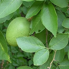 35 Fresh Organic Bael Seeds - Aegle marmelos Bilva - Bengal Quince - Stone Apple: Only Seeds