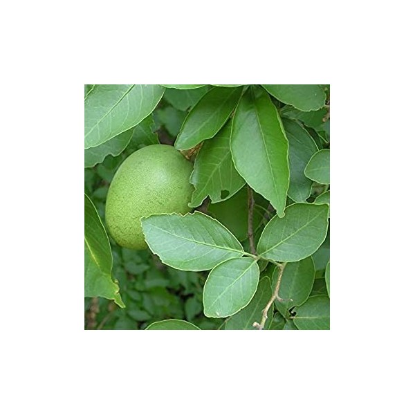 35 Fresh Organic Bael Seeds - Aegle marmelos Bilva - Bengal Quince - Stone Apple: Only Seeds