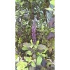 Tulsi, Krishna Tulsi, Ocimum Sanctum, organic, 30 seeds for package, holy basil: Only seeds