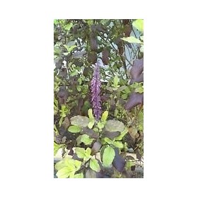Tulsi, Krishna Tulsi, Ocimum Sanctum, organic, 30 seeds for package, holy basil