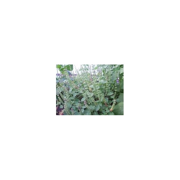 Tulsi, Kapoor Tulsi, Ocimum Sanctum, organic, 50 seeds for package, holy basil