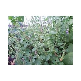 Tulsi, Kapoor Tulsi, Ocimum Sanctum, organic, 50 seeds for package, holy basil