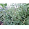 Tulsi, Kapoor Tulsi, Ocimum Sanctum, organic, 50 seeds for package, holy basil