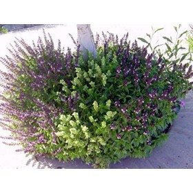 AGROBITS Cannelle sil - 20 + - BELLE et odorante!