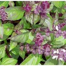 AGROBITS SIL CANNELLE/tic 1500 Voir