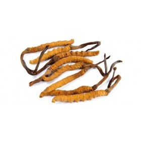 Cordyceps Sinensis,Himalayan Yarsha Gumba Wild Cordyceps,Chinese Caterpillar Fungus Dong Chong Xia Cao 100% Wild Whole Hima