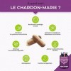 Chardon Marie BIO - Poudre de Graines Pure Sans Excipient - Complément Foie Triple Action : Détoxification, Protection & Renf