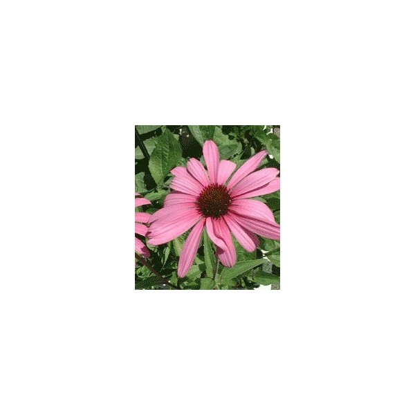 Rudbeckia purpurea - Echinacea purpurea lot de 3 pieds 