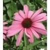 Rudbeckia purpurea - Echinacea purpurea lot de 3 pieds 