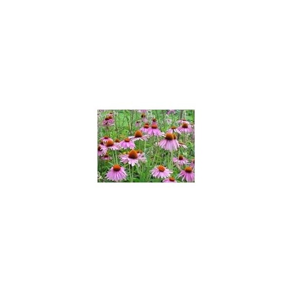 Echinacea racine 250 g POUDRE