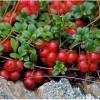 Montagna Cranberry 50 semi Vaccinium vitis-idaea frutta selvatica commestibile I62 pettine