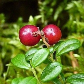 Seeds 50 seeds Mountain Cranberry Bush Seeds Vaccinium Vitis -idaa 