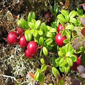 Seeds 50 Semi - Semi Montagna Cranberry Bush Vaccinium vitis-idaea 