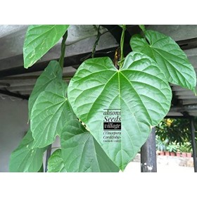 Semi di GERMINAZIONE: Seltene Tinospora cordifolia-Guduchi-Giloy, Moonseed Herz-Endivie, 4 Stecklinge: Only seeds