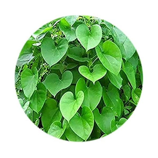 AOZA Valli Organics® Seenthal Kodi/Guduchi Poudre 100 g
