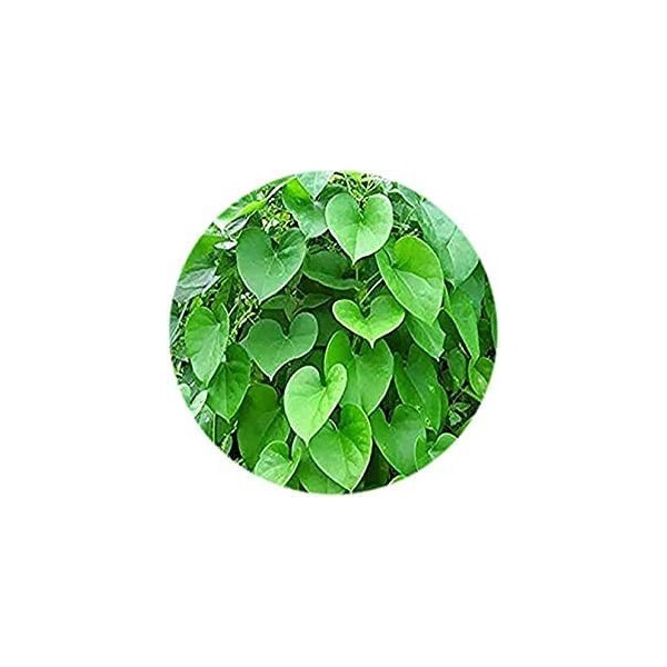 Verem Valli Organics® Seenthal Kodi/Guduchi Poudre 100 g