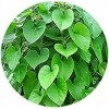 PUB Valli Organics® Seenthal Kodi/Guduchi Poudre 100 g