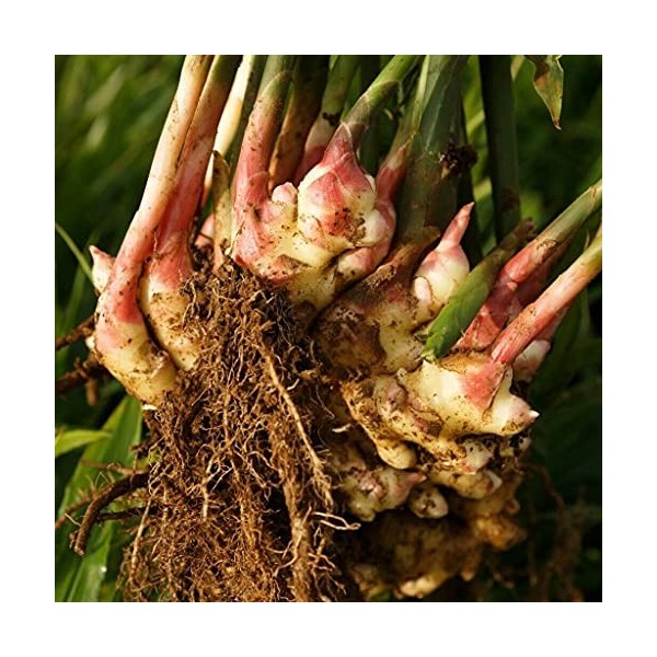 1 rhizome of Ginger - ZINGIBER OFFICINALE