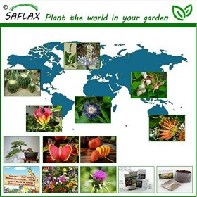 SAFLAX - Ginkgo - 4 graines - Ginkgo biloba