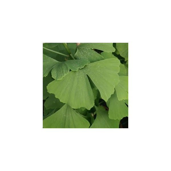 Ginkgo biloba Maidenhair Tree - 5 graines